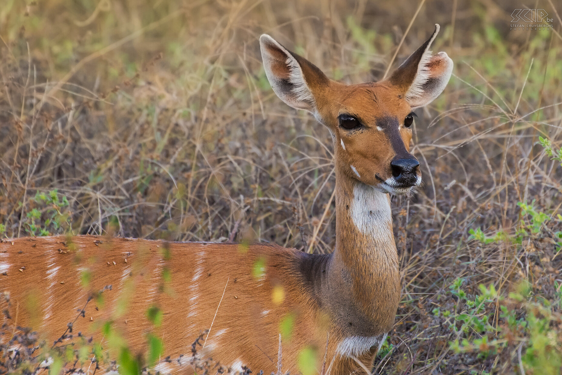 South Luangwa - Close-up bushbuck Close-up of a female bushbuck (Tragelaphus scriptus) in South Luangwa in Zambia. Stefan Cruysberghs